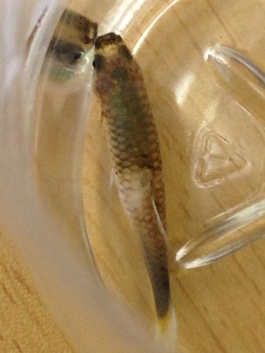 孔雀鱼得了什么病