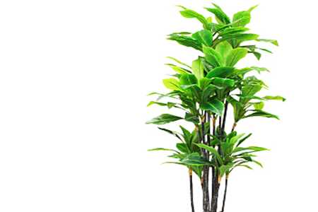 榕雪树怎么养,用什么土养