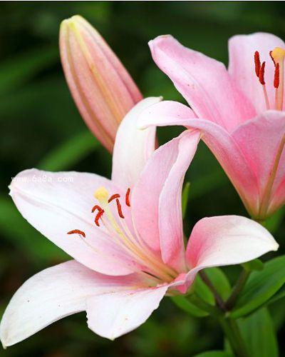 百合花的花语大全 祝福心想事成百年好合