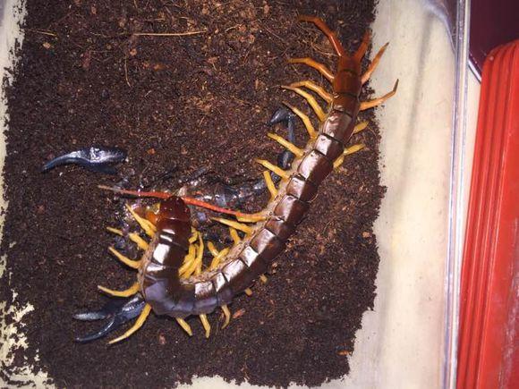 蝎子和蜈蚣的决斗,谁能胜出?