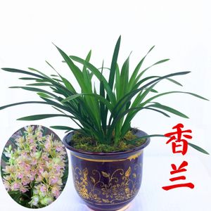 香兰花苗带花苞