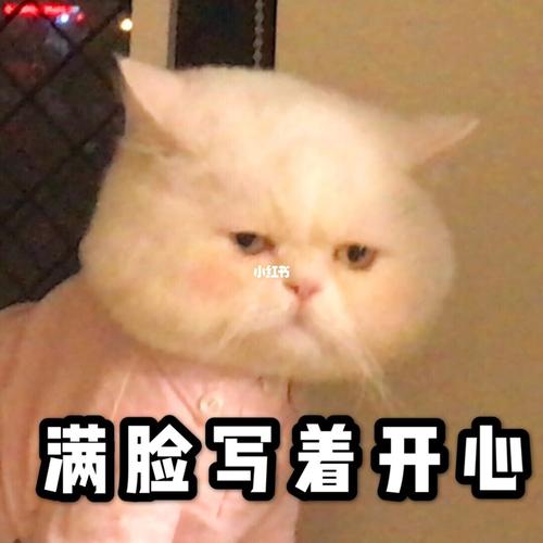 呆萌可爱滴猫咪表情包～_表情包_呆萌_猫咪_我最爱的表情包_素材_表情