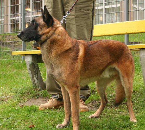 辨别马犬是否聪明,让它做这4件事,一目了然