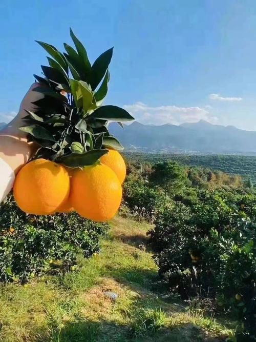 新年好礼,"崀山脐橙",抗疫神果,维c之王,原产地直摘直发,极速物流