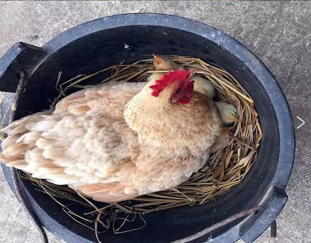 母鸡怎样孵出小鸡