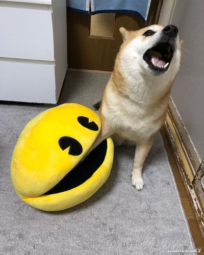 又一个柴犬表情包戏精汪星人堪比狗界影后