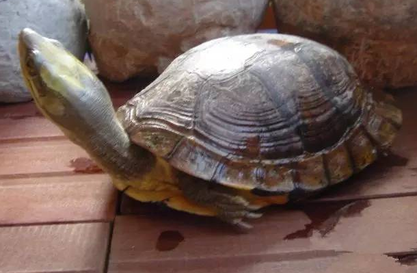 盘点中国十大名贵乌龟