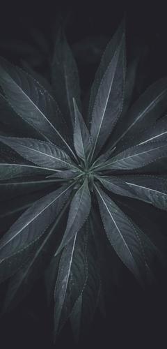iphonex壁纸-最美壁纸不过如此-2期