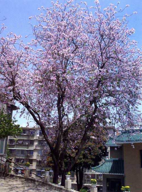 名弯叶树,素心花, a href="#" data-lemmaid="10139311">宫粉紫荆 /a>