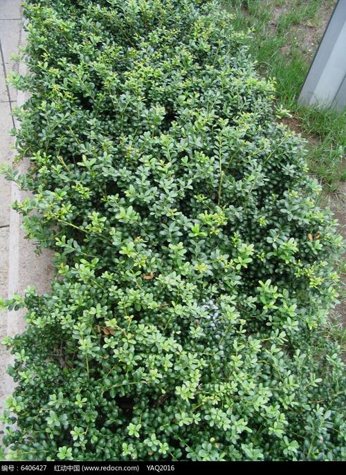 龟甲冬青