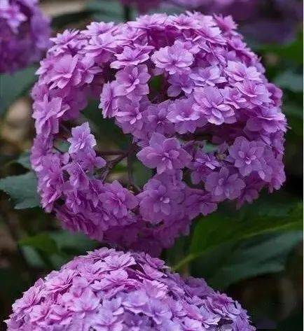 绣球花品种大全77种绣球图鉴欢迎大家来补充