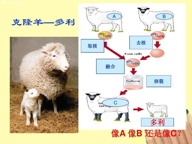 克隆羊—多利 取核 a b 去核 融合 卵裂 c 多利 像a 像b 还是像c?