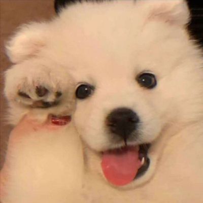 2021萌宠猫狗微信头像图片很治愈的可爱萌宠头像