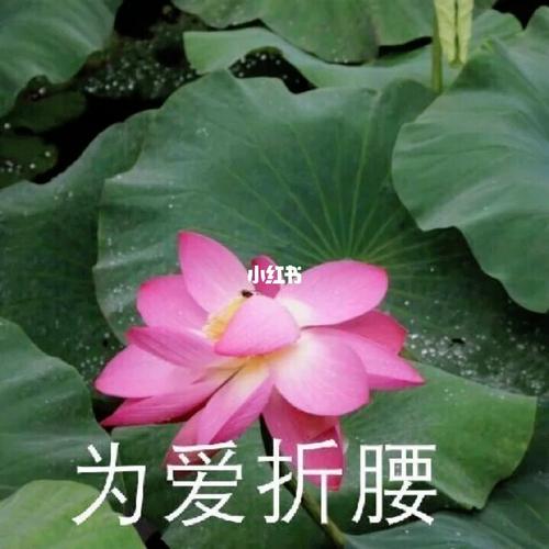 荷花头像