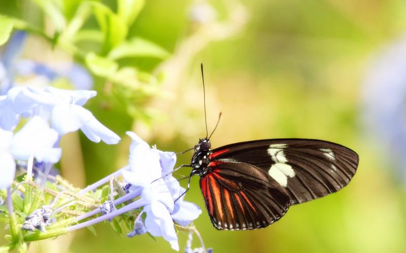 精选美丽的蝴蝶图片大自然蝶恋花桌面壁纸下载,动物壁纸,唯美,小清新
