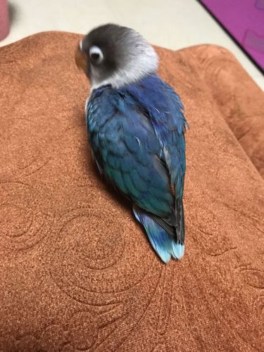 我的蓝黑头牡丹鹦鹉是公是母?