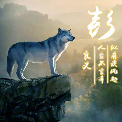 霸气狼图姓氏微信头像,喜欢狼的赶紧带走了