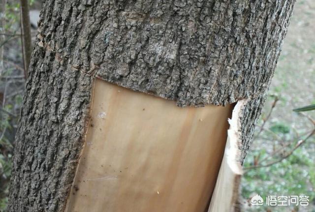 杜仲树如何剥皮才能长皮快?