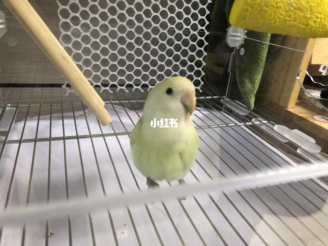 新欢到家 苹果绿澳桂 征集名字_牡丹_手养牡丹鹦鹉_宠物_宠物其他