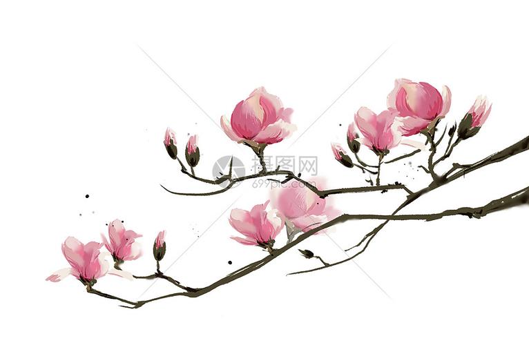 玉兰花