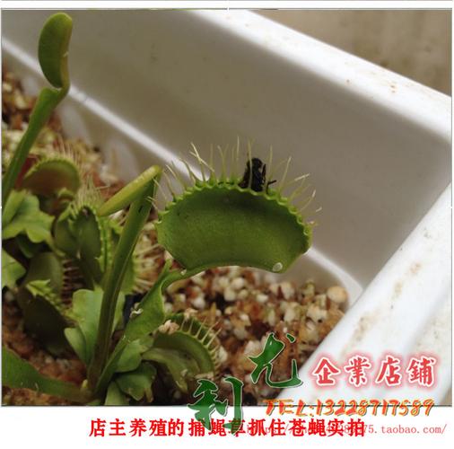 绿色捕蝇草小苗非种子食虫植物驱蚊香草驱虫食蚊植物食虫草花盆栽