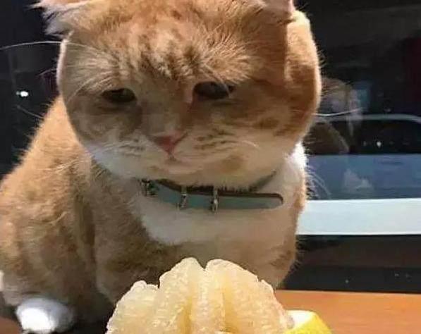 橘猫趁主人上厕所,偷咬了一口柚子后表情让人笑喷,不愧是吃货!