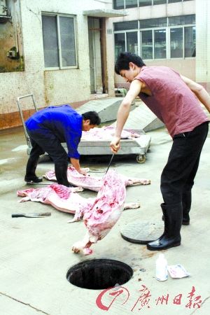 广州一屠宰场涉嫌违规 宰杀数只问题生猪(组图)