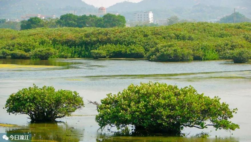 千亩红树林湿地公园将现身濠江!计划于2023年建成