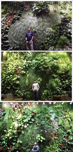 和水哥王昱珩聊植物墙
