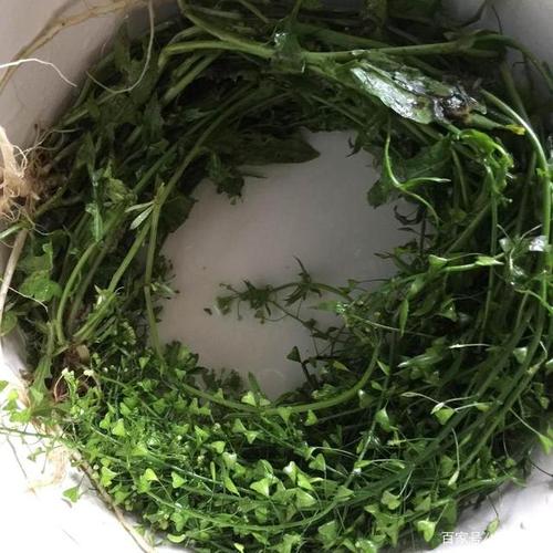 三月三地菜煮鸡蛋,中午吃了腰板好,下午吃了腿不软