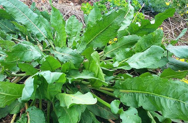 人称"野菠菜",曾是穷苦人的救命野菜,如今变成热销品