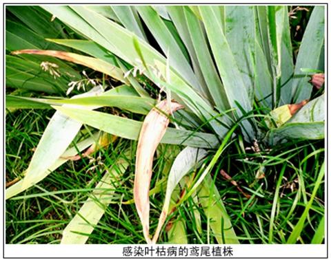 鸢尾花叶枯病怎么防治?