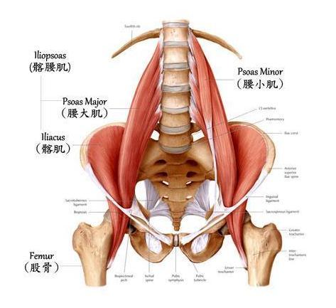 二,髂腰肌拉伸