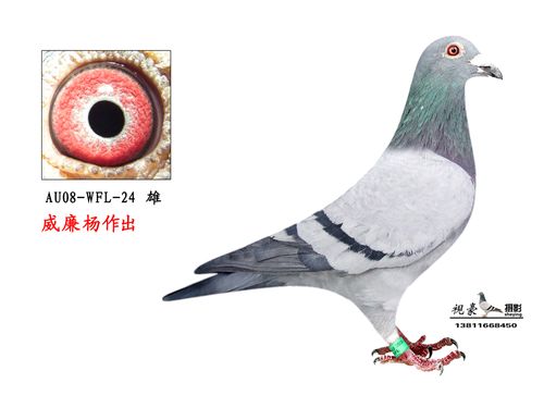 威廉杨义拍捐赠优秀名种鸽 保证金级 拍卖