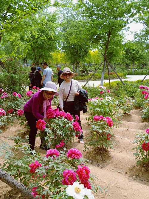 童梦香村,大村镇西南庄村牡丹园