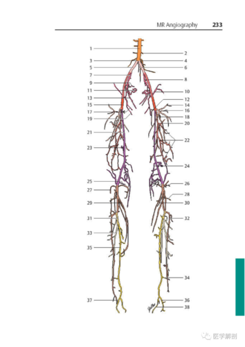 请收藏|下肢动脉解剖及mra高清图谱