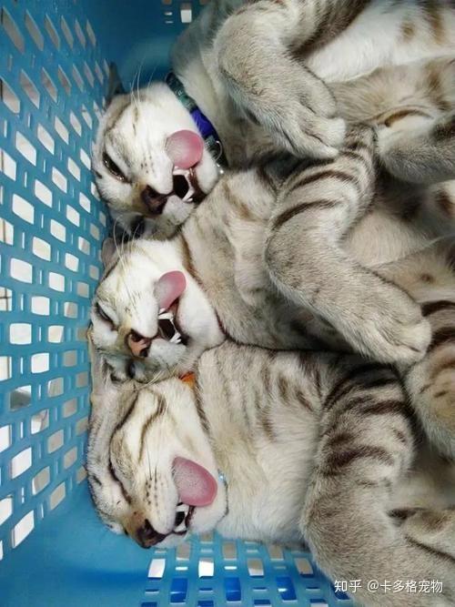 猫咪绝育后,为什么会睁着眼睛,还吐舌头?