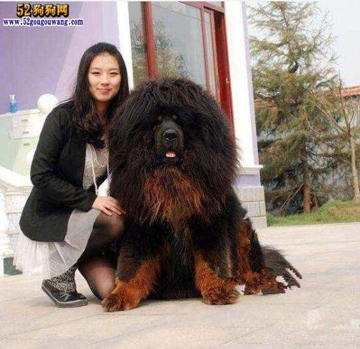 藏獒主人告诉您:养藏獒是一种怎样的体验?