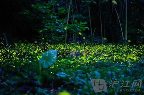 唯美萤火虫:只可远观切勿亵玩!