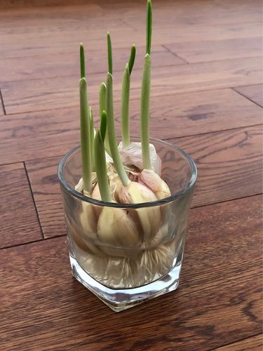 水培大蒜趣生长——黄同学家庭种植记录
