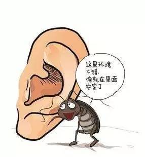 向耳朵眼内吹一口香烟的烟气,将小虫呛出来