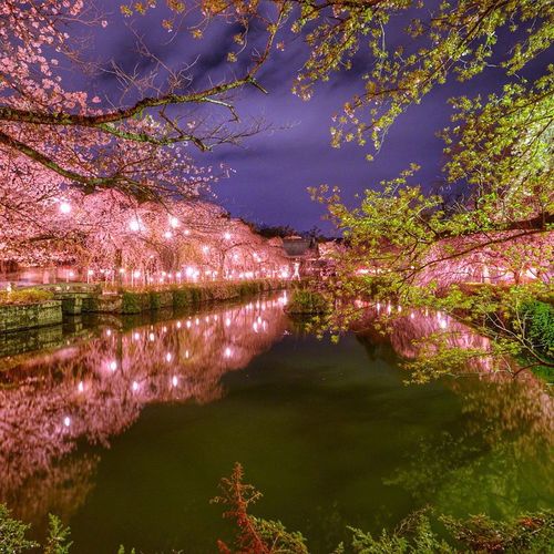 富士山脚下的樱花夜景,简直美哭惹!