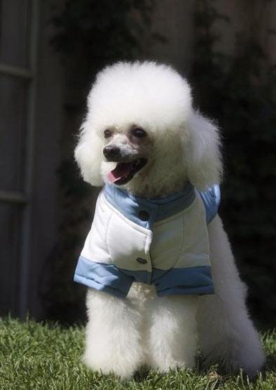 贵宾犬照片欣赏