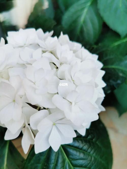 绣球花～可可小姐_绣球花_家居家装_家居装饰_花艺