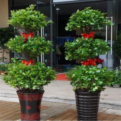 家中摆放这6种植物,旺宅又招财!聪明人都应该放上一盆