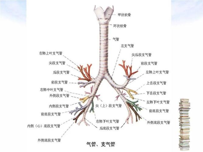 肺段支气管及亚段支气管