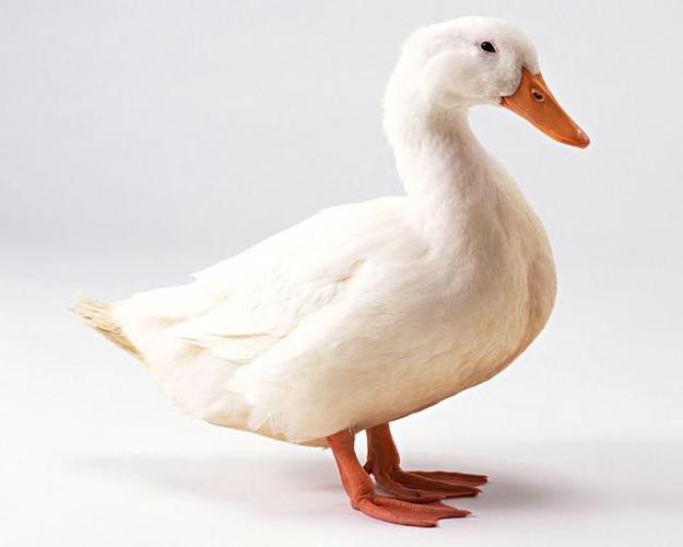 鹅与鸭杂交会有后代吗已有人做过相关实验这或是条致富之路呢