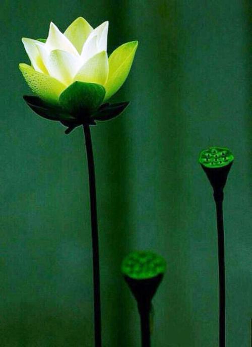 别说没有爱情你活不了,别用乞怜的方式讨好而来的爱情,才让人生不如死