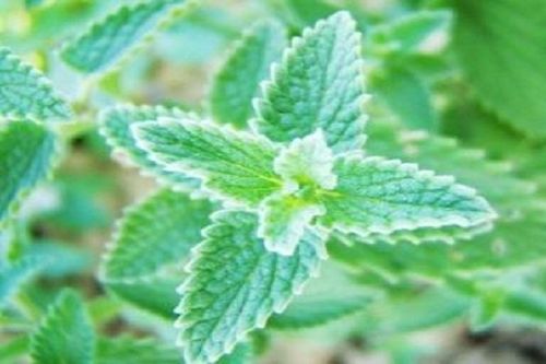 猫薄荷和薄荷的区别