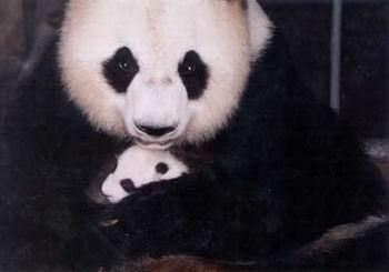 大熊猫的生育